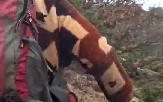 Çalının arkasındakini kuş sandı, karşısında görünce kanı dondu