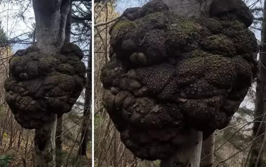 Ormanda avlanırken tesadüfen buldu! Altın değerinde