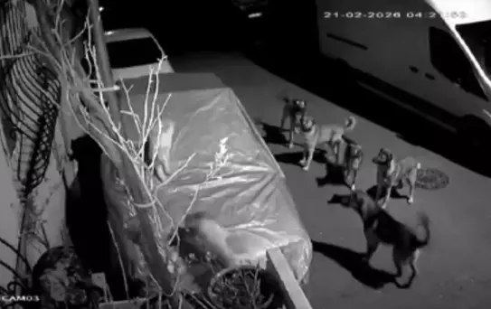 Başakşehir'de Kedi Köpek Saldırısında Hayatını Kaybetti