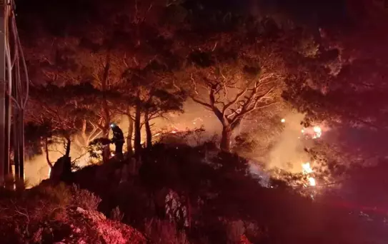 Bodrum'da ormanlık alanda yangın: 2 dönüm alan zarar gördü