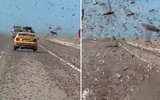 Kıyamet alameti gibi! Dev çekirge sürüsü otoyolu istila etti
