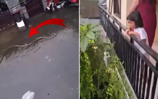 Halk diken üstünde! Sokakta 5 metrelik pitonlar görülmeye başladı