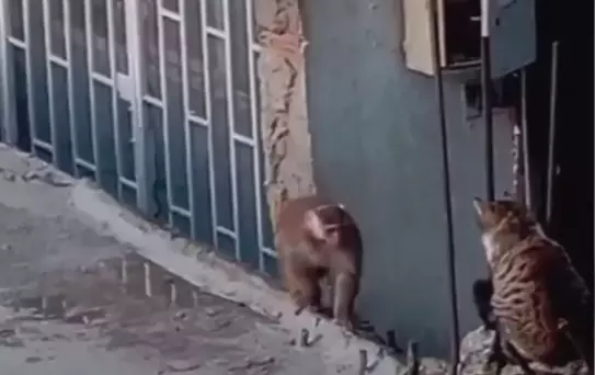 Kadıköy'de İzinsiz Maymun Kaçtı