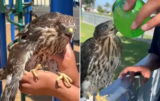 Koruma altındaki şahine içki içiren genç, cezadan kaçamadı