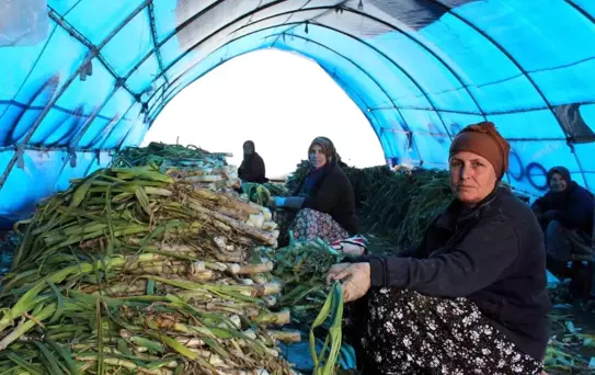 Lüleburgaz'da Pırasa Hasadı Devam Ediyor