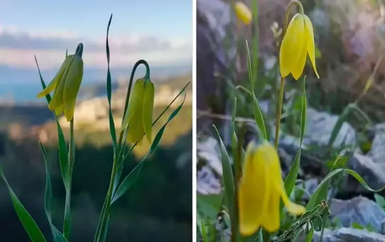 Kuşadası'nda 'ağlayan gelinler' çiçek açmaya başladı