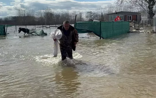 Meriç Nehri taştı, çuvalını kapan tarlada sazan topladı
