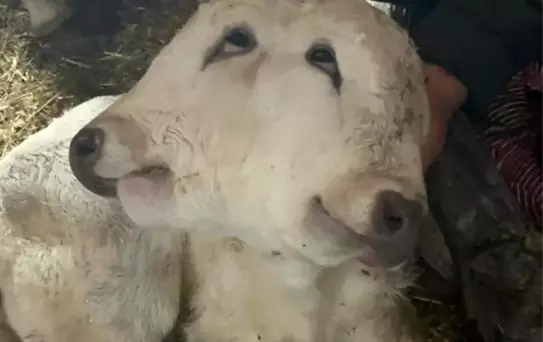 Erzurum'da Çift Başlı Buzağı Doğdu