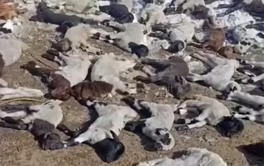 Başkale'de Yangın: 68 Hayvan Telef Oldu