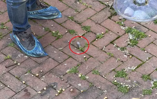 Antalya'da Butik İşletmecisine Silahlı Saldırı