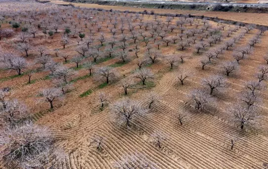 Antep Fıstığında Rekolte Artışı Bekleniyor
