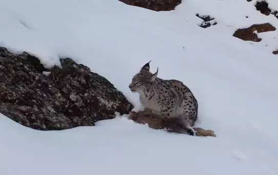 Erzincan'da Vaşak Görüntülendi
