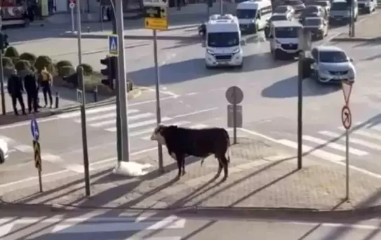 Bursa'da Boğa Trafiği Karıştırdı