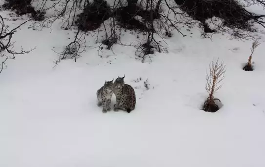 Erzincan'da Vaşak Ailesi Görüntülendi