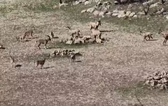 Zarar vermenin cezası 940 bin lira: Diyarbakır'da sürü halinde görüntülendi