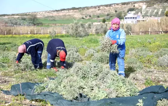 Didim'de ada çayı hasadı yapıldı