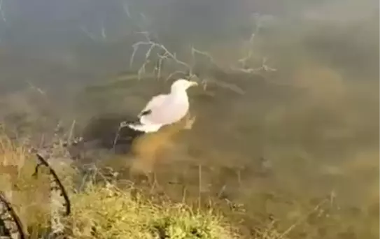 Yaralı Martı 'Bulut' Doğaya Salındı