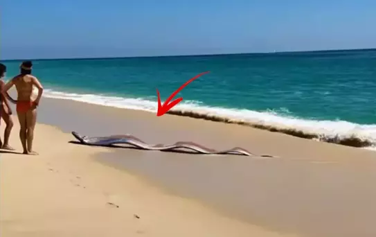 İki 'kıyamet balığı' sahile vurdu