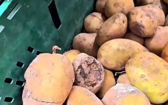 Market raflarında tarihi geçmiş tavuk ve içecek alarmı