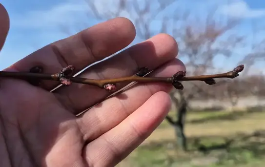 Malatya'da Kayısı Ağaçları Tomurcuklanmaya Başladı