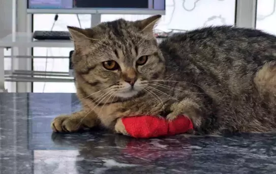 Düzce'den Kedi Köpek Maması İhracatı Devam Ediyor