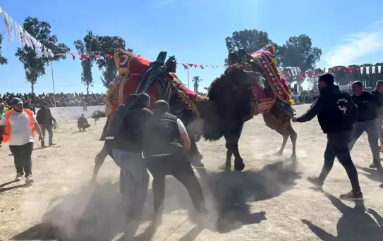 Şap karantinası kalktı, deve güreşleri İncirliova'da başladı