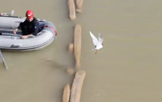 Misinaya Dolanan Martı Kurtarıldı