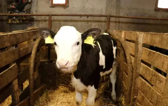 Samsun'da Ari İşletme Hedefi