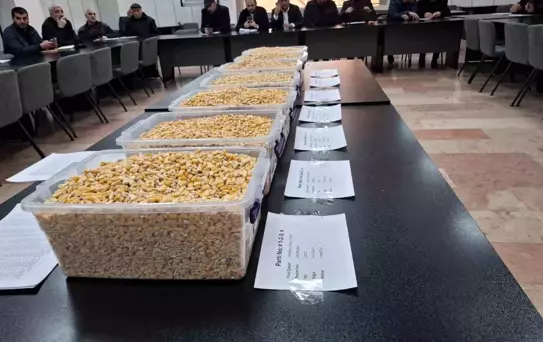 Ceylanpınar'dan Mısır Satışı İhalesi