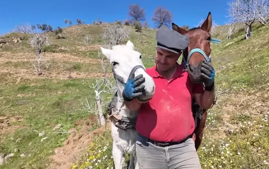 Aydın'da günlük 8 bin TL'ye at ile çift sürecek işçi bulunamıyor