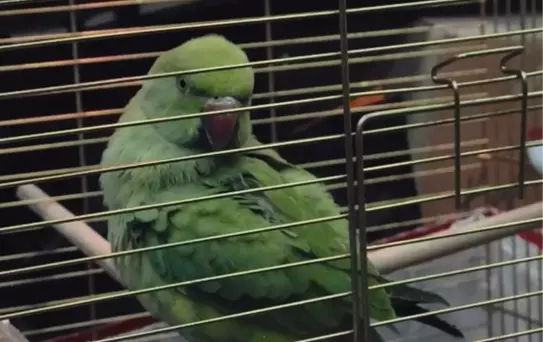 Bursa'da Yasa Dışı Hayvan Ticaretine Baskın