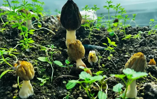 Kuzugöbeği Mantarı Üretimi Mersin'de Başladı