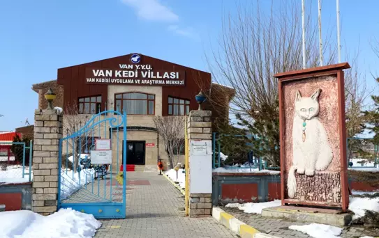 Van Kedilerinin Çiftleşme Dönemi Başladı