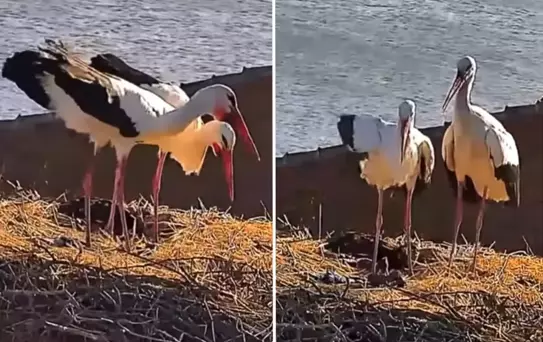 Yaren leyleğin eşi Nazlı da yuvasına döndü