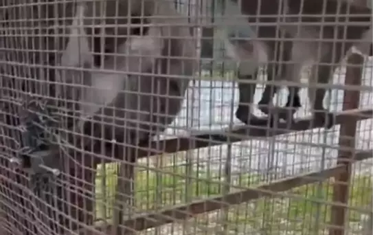 Denizli'de 3 Örümcek Maymunu Koruma Altına Alındı