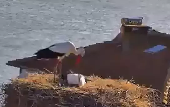 Leyleklerin Buluşması Canlı Yayında!