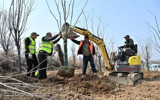 Çin'de Orman ve Çayır Alanı Artıyor