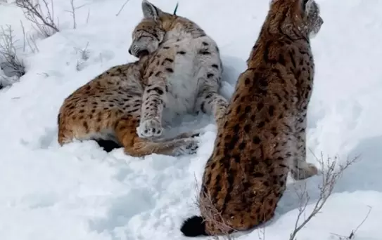 Erzincan'da Vaşak Ailesi Görüntülendi