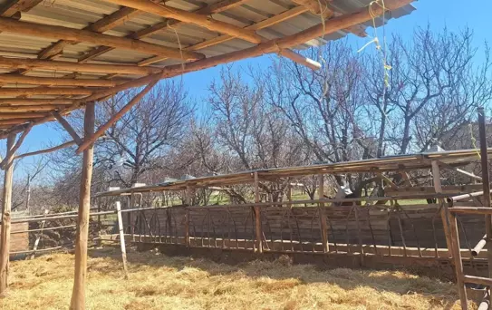 Konya'daki Hayvan İşletmesinde Hijyen Sorunu