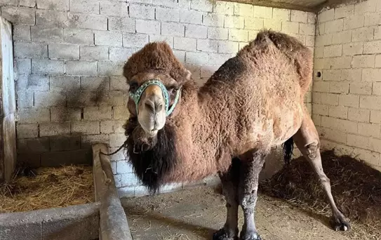 Şap hastalığı onları da etkiledi! Erkenden inzivaya çekildiler