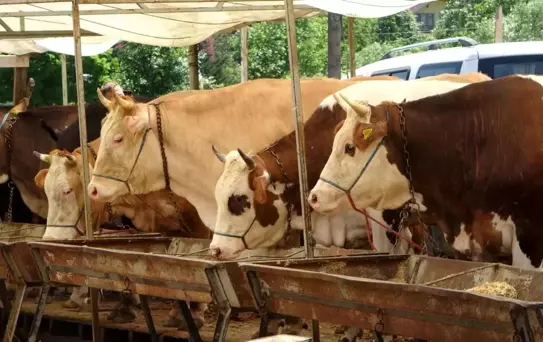 Buldan'da Şap Hastalığı Karantinası Sona Erdi