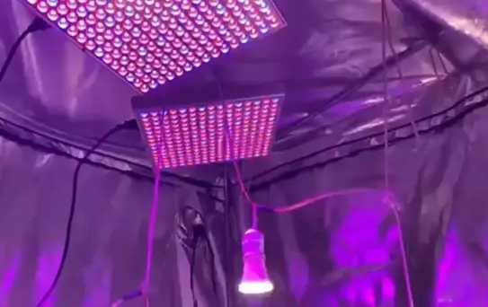 Buharkent'te Kenevir Operasyonu