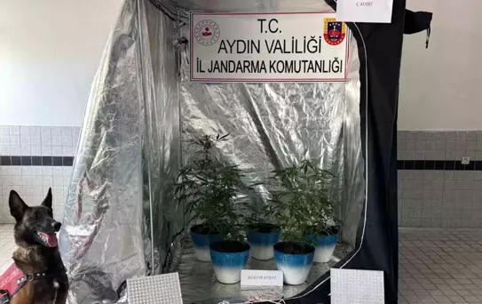 Buharkent'te Kenevir Yetiştiren Şüpheli Yakalandı