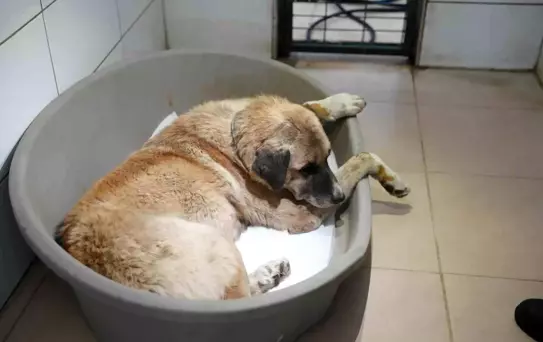 Köpeği ezen sürücü serbest bırakıldı