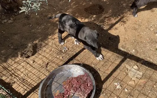 Antalya'da Köpek Kulağı Kesimi Skandalı