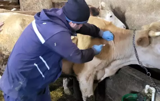 Bayburt'ta Büyükbaş Hayvan Aşılamaları Devam Ediyor