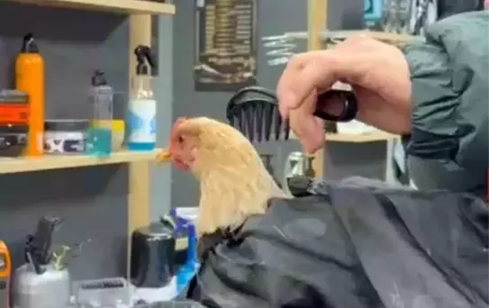 Tavuk Tıraşıyla Bayrama Hazırlık!