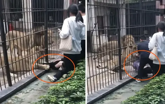 Çin'de dehşet anları: Aslan 10 yaşındaki kızın bacağını yakaladı