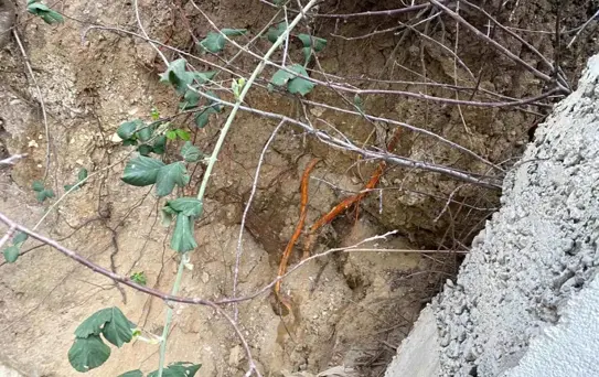 Kocaeli'de Bahçede İnsan Kafatası Bulundu