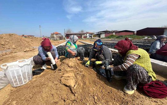 Sarıgöl'de Fidan Üretiminde Hedef 700 Bin